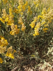 Solidago mollis