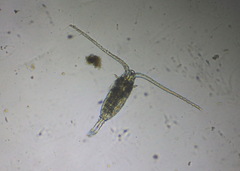 Neocopepoda