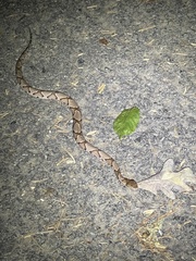 Agkistrodon contortrix