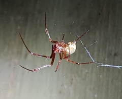 Parasteatoda tepidariorum