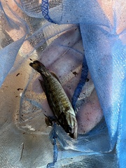 Micropterus dolomieu