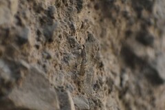 Neuroptera