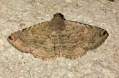 Toxonprucha pardalis