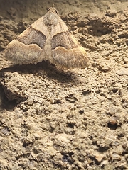 Hemeroplanis incusalis