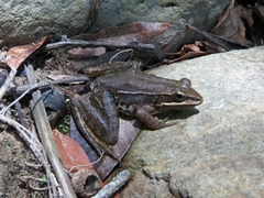 Lithobates pustulosus