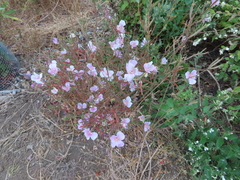 Clarkia gracilis