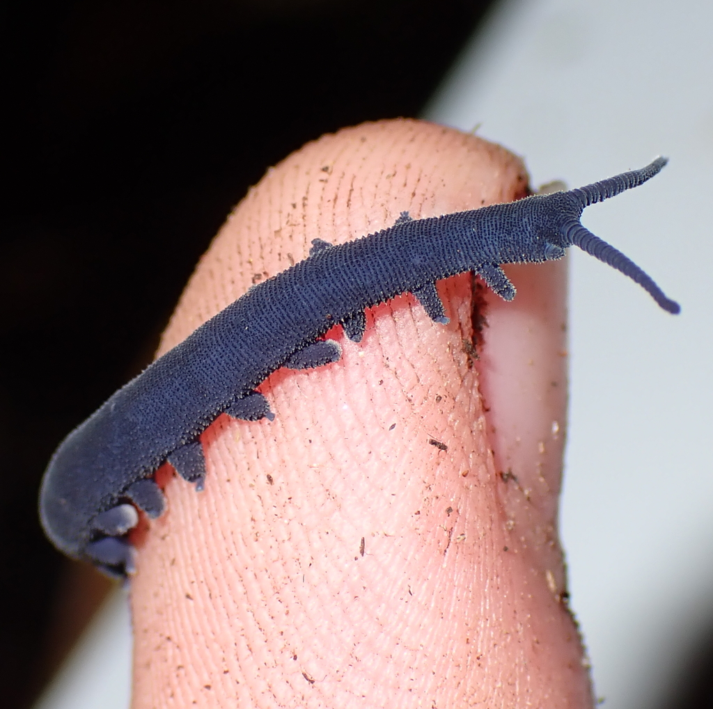 Peripatoides