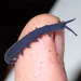 Velvet Worms - Photo (c) Saryu Mae, some rights reserved (CC BY), uploaded by Saryu Mae
