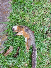 Sciurus variegatoides