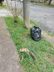 Sciurus variegatoides