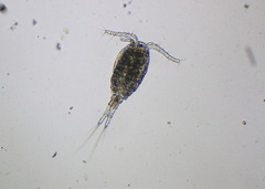 Cyclopidae