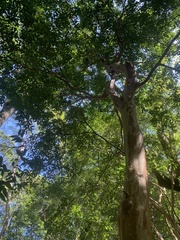 Plinia cauliflora