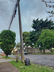 Sciurus variegatoides