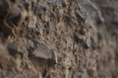 Neuroptera