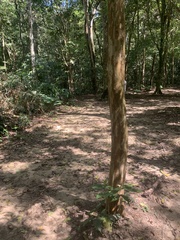 Plinia cauliflora
