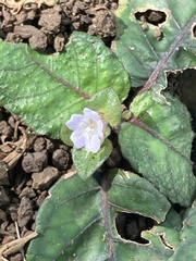 Hemigraphis alternata