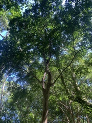 Plinia cauliflora