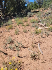 Sporobolus cryptandrus