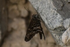 Lepidoptera