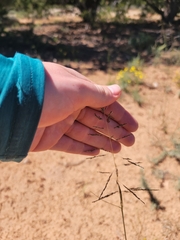 Sporobolus cryptandrus