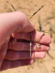 Sporobolus cryptandrus