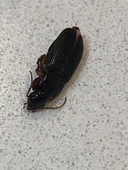Pseudoophonus