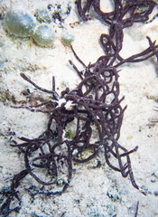 Porifera
