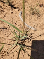 Sporobolus cryptandrus