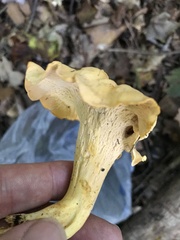Cantharellus lateritius