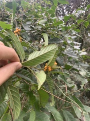 Davilla rugosa