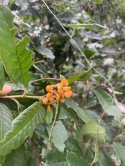 Davilla rugosa