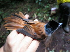 Terpsiphone atrochalybeia