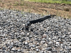 Coluber constrictor priapus