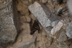 Lepidoptera