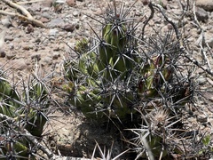 Corynopuntia invicta