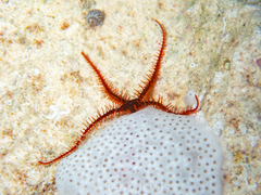 Ophiothrix angulata