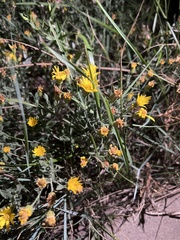 Xanthisma spinulosum