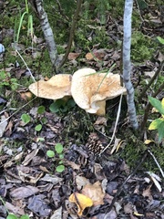 Lactarius scrobiculatus