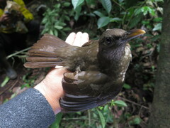 Turdus olivaceofuscus