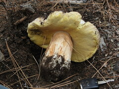 Boletus barrowsii