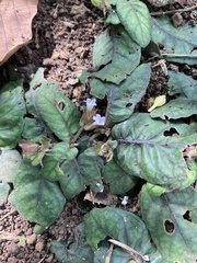 Hemigraphis alternata