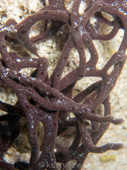Porifera