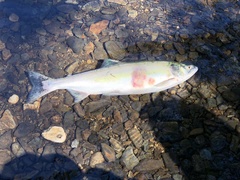 Oncorhynchus gorbuscha