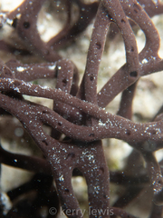 Porifera