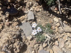 Phlox condensata