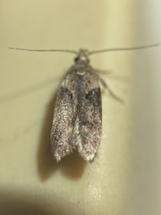 Gelechiidae