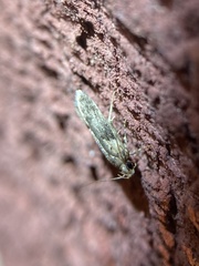 Gelechiidae