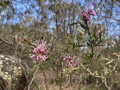 Grevillea sericea