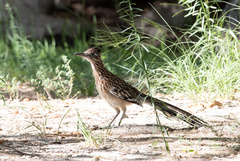 Geococcyx californianus