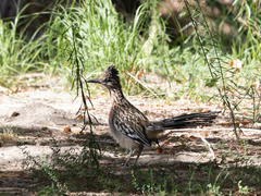 Geococcyx californianus